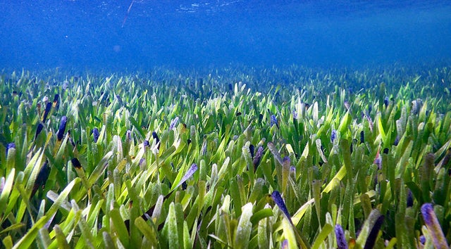 seagrass-card-944x522-copy.jpg 