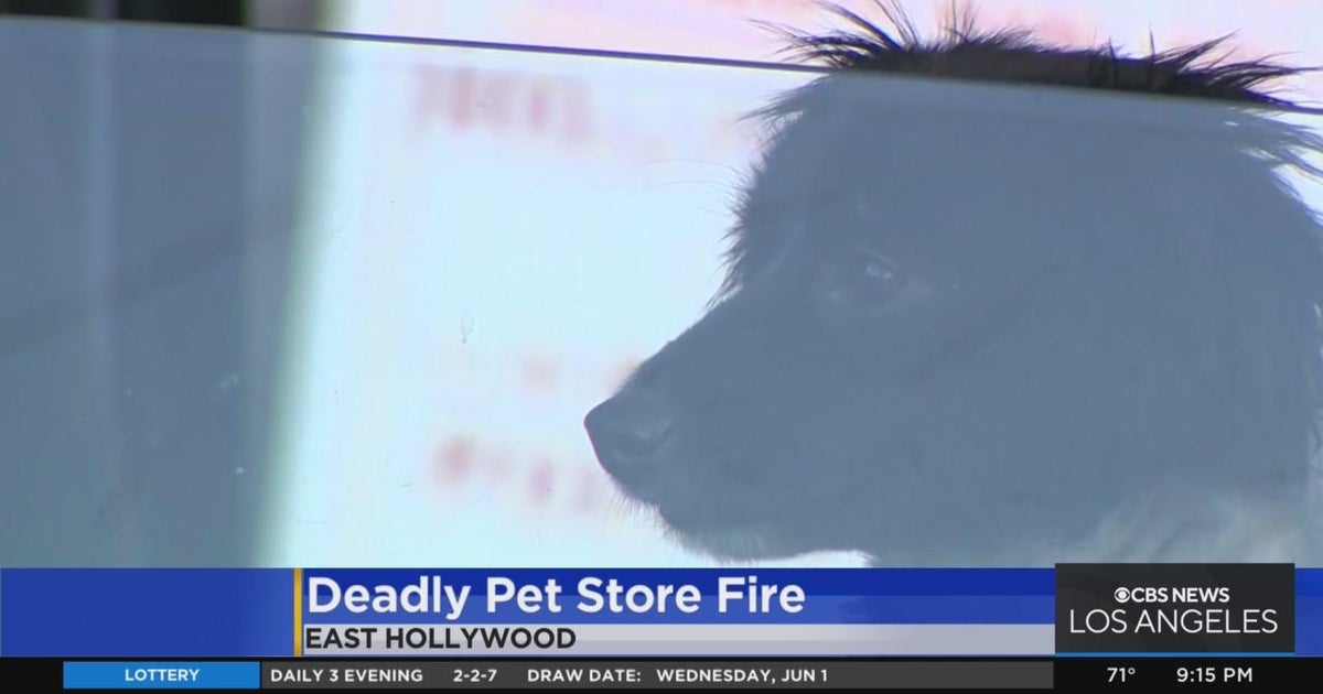 Two dogs and two cats die after pet business catches on fire - CBS Los ...