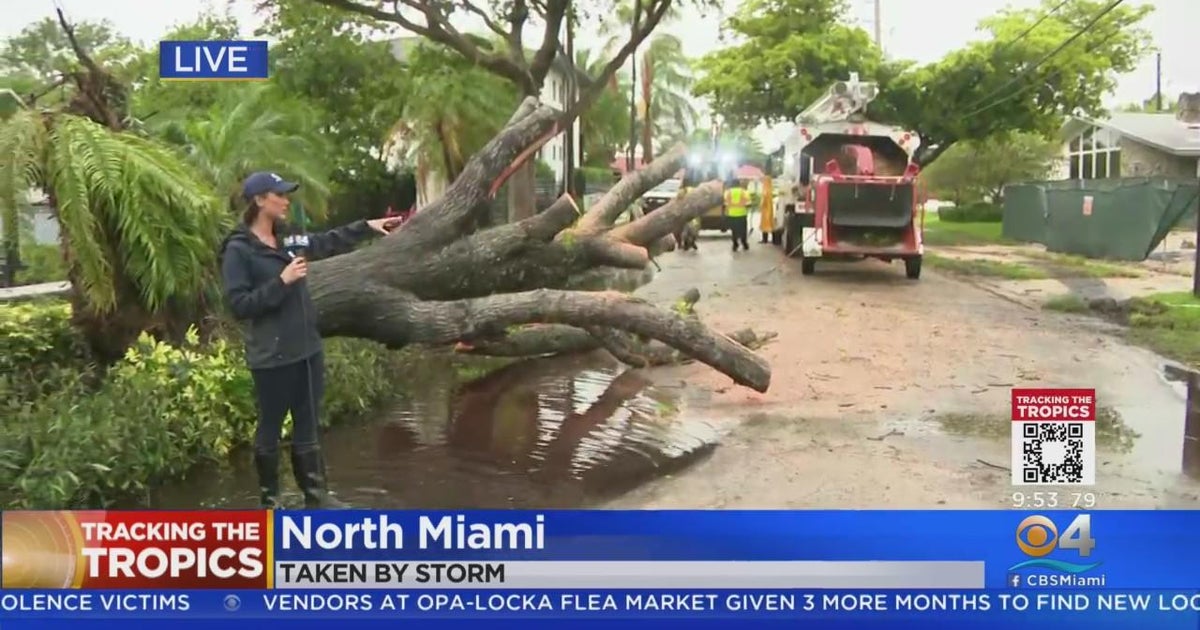 Tree down in North Miami CBS Miami