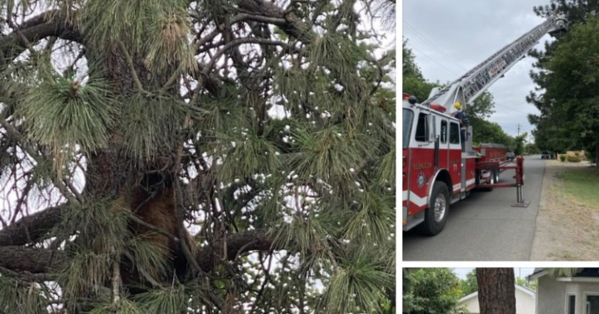 Firefighters Rescue Bear Stuck In Tree In Yuba City CBS Sacramento