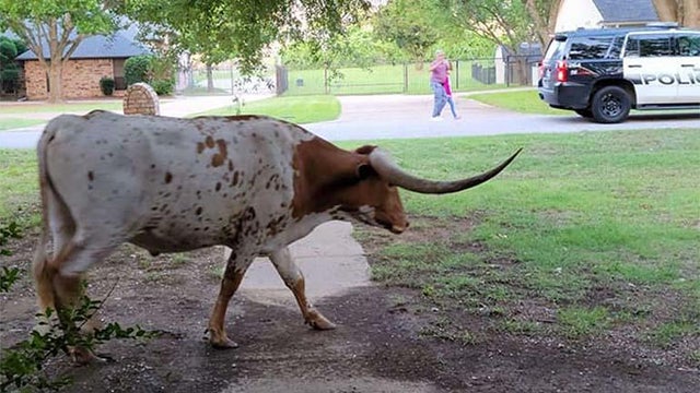 longhorns2.jpg 
