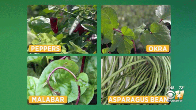 summer-crops.gif 