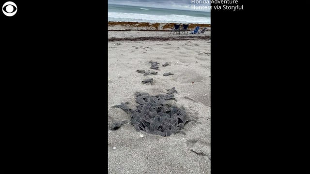 0607-cbsnews-social-turtle-hatchlings-emerge-from-nest-1051692-640x360.jpg 