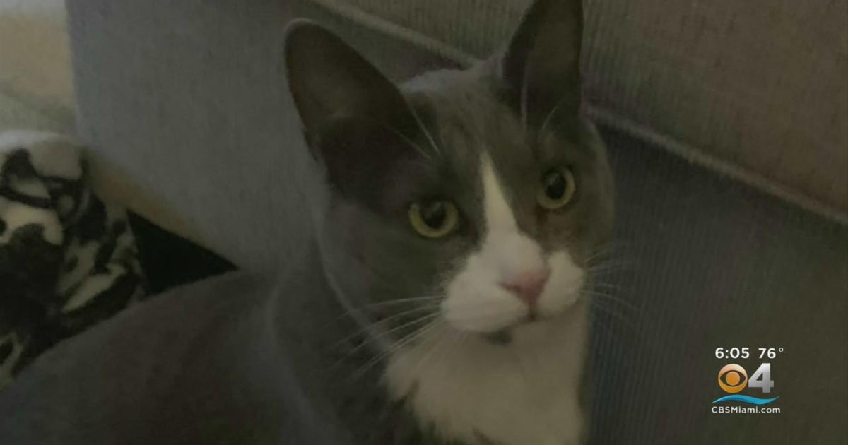 Animal abuse investigation underway after Weston family’s cat found cut in half