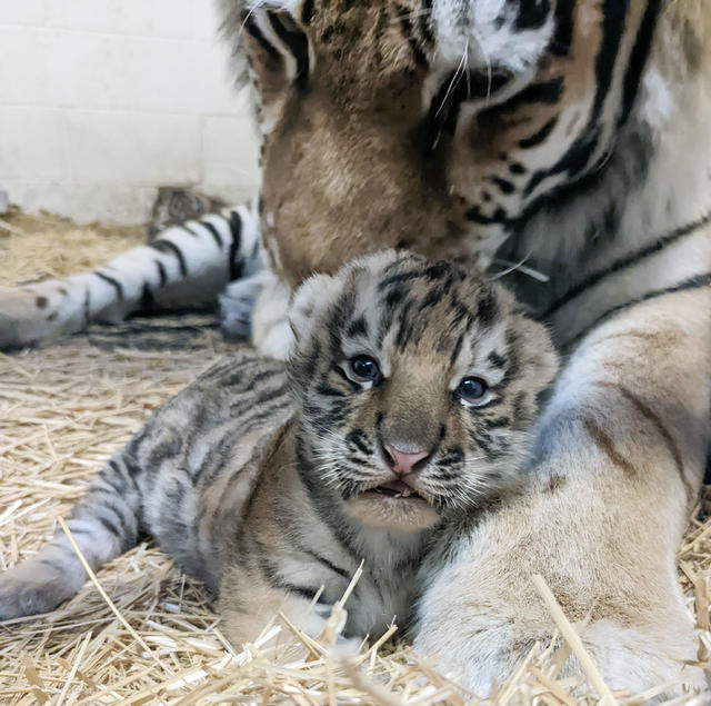 Tiger Cub Wellness Exam! - ZooBorns