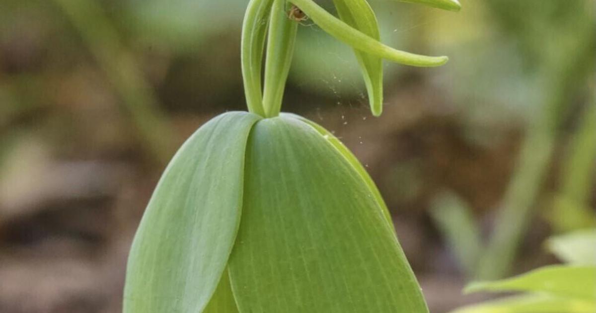 Threatened orchid found in Vermont for the first time in more than a century