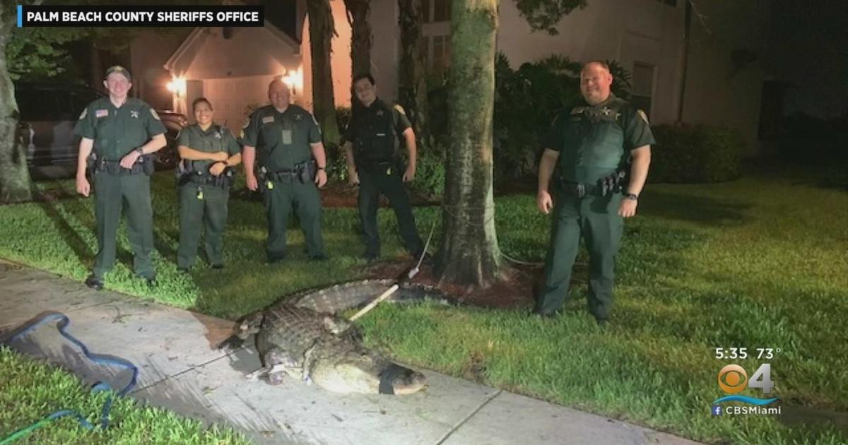 Florida man recovering after being bitten in leg by gator