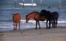 Extended Nature Video: Horses on the Outer Banks 