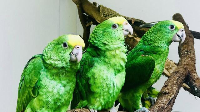 thumbnail-sf-zoo-amazon-parrot-chicks.jpg 