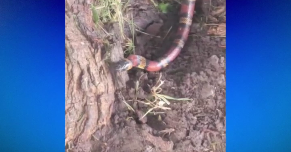 Experts: Mexican King Snake In Citrus Heights Emblematic Of Growing ...