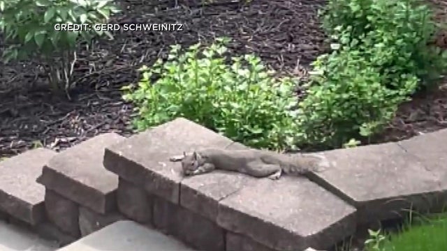 5p-vo-lounging-squirrel-wcco1jdx.jpg 