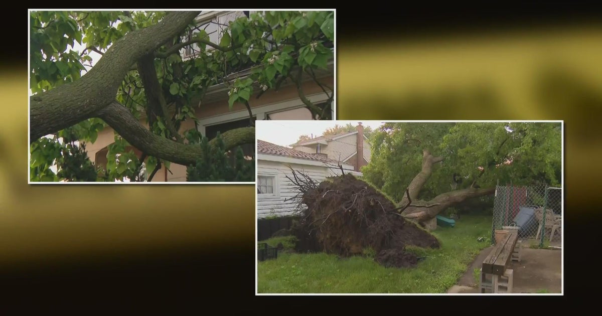 Severe storm downs trees in Stickney and Berwyn, Illinois - CBS Chicago