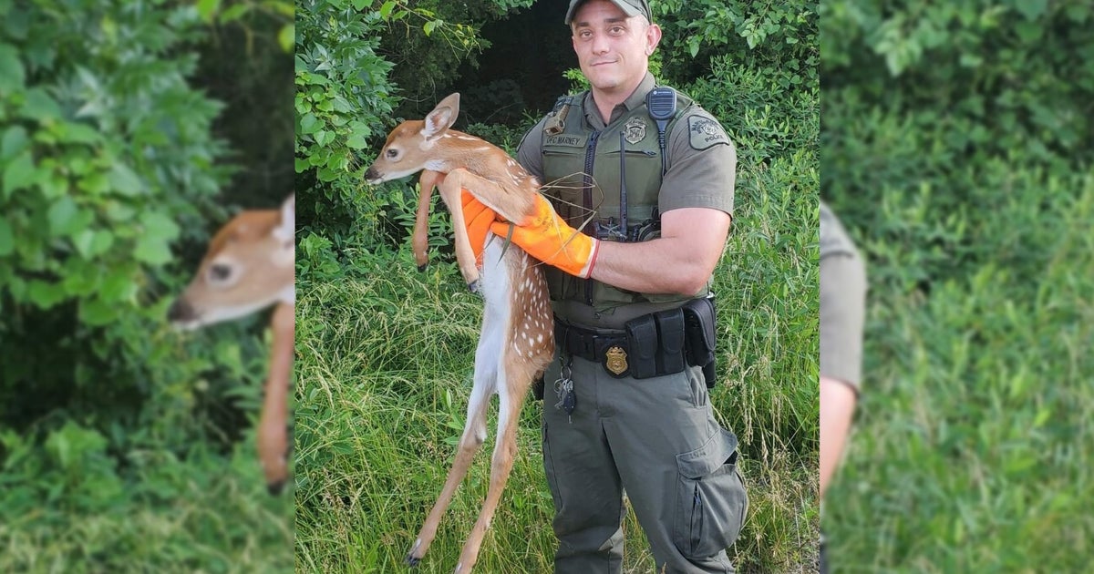 Maryland Natural Resources Officer Saves Fawn That Lost Its Mother maryland-natural-resources-officer-saves-fawn-that-lost-its-mother