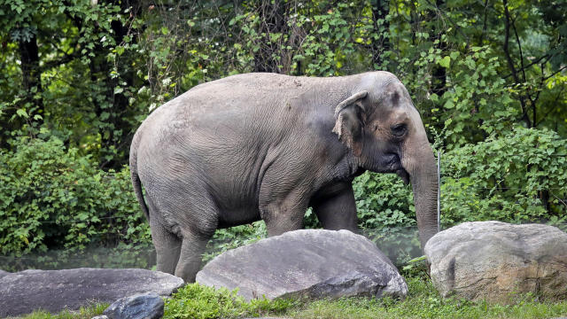 Bronx Zoo Elephant Lawsuit 