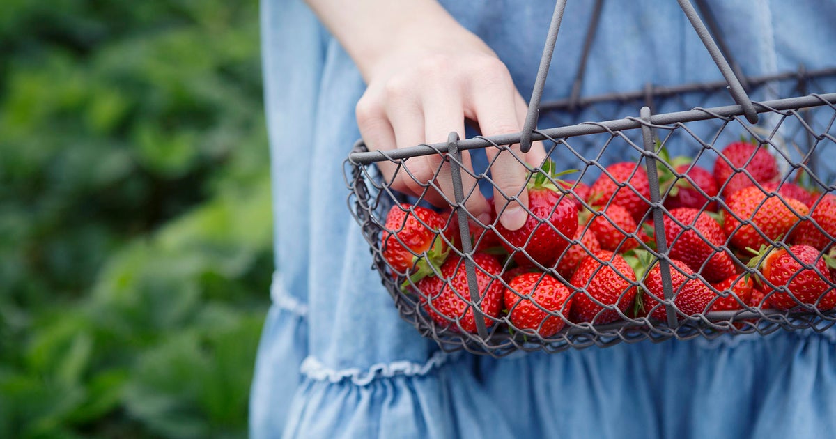 Where to find strawberry festivals in Massachusetts this weekend CBS