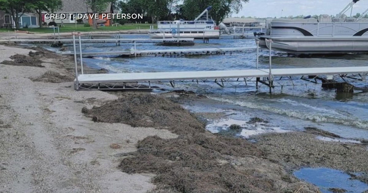 Lake weeds growing out of control on Minnesota lakes CBS Minnesota