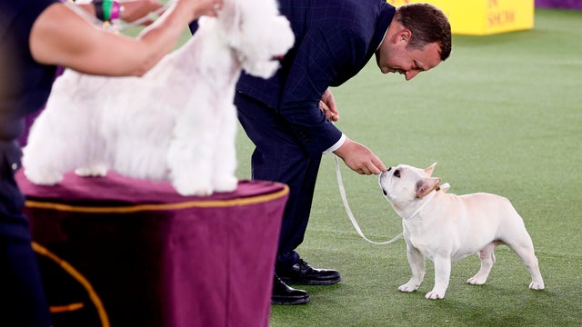 145th Annual Westminster Kennel Club Dog Show 