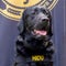 Electronic-sniffing dog helps in arrest, ending international manhunt