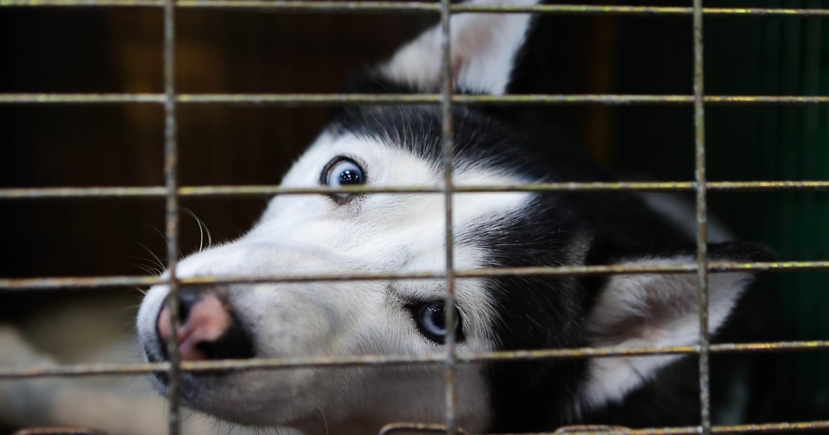 Police Baden woman arrested after husky left outside dies from heat