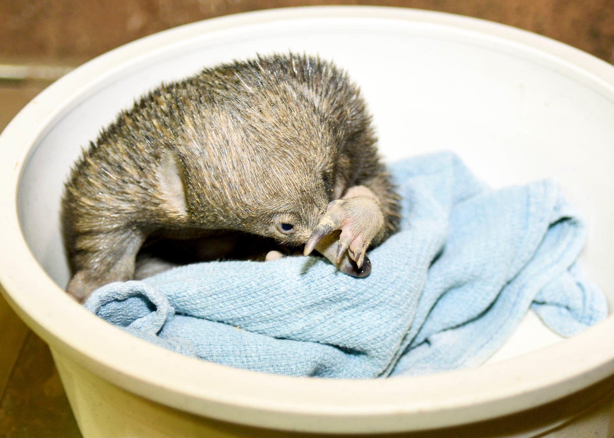 Brookfield Zoo celebrates first hatching of new baby puggle - CBS Chicago