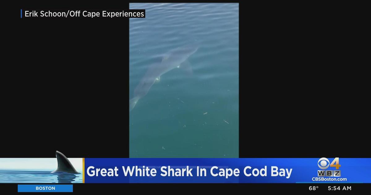 Great White Shark spotted in Cape Cod Bay - CBS Boston