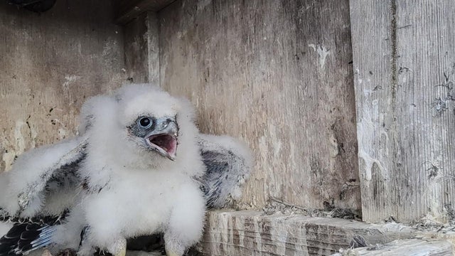 peregrine-falcon-chick.jpg 