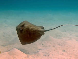 Rare 400-pound roughtail stingray spotted in New England estuary