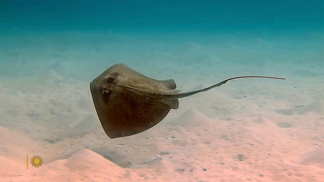 new-stingray.jpg 
