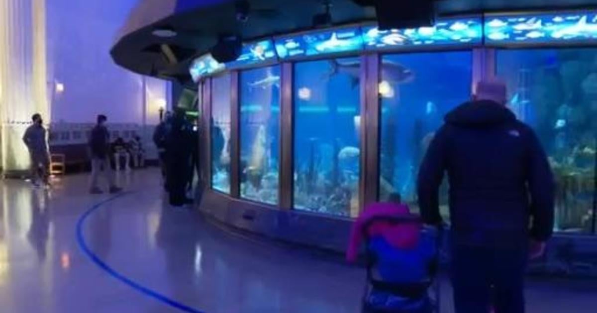 Shedd Aquarium offers free days for Illinois residents on Monday and