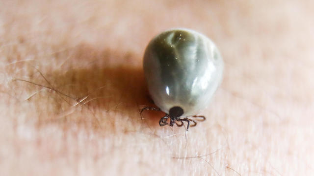 Tick Photo Illustrations 