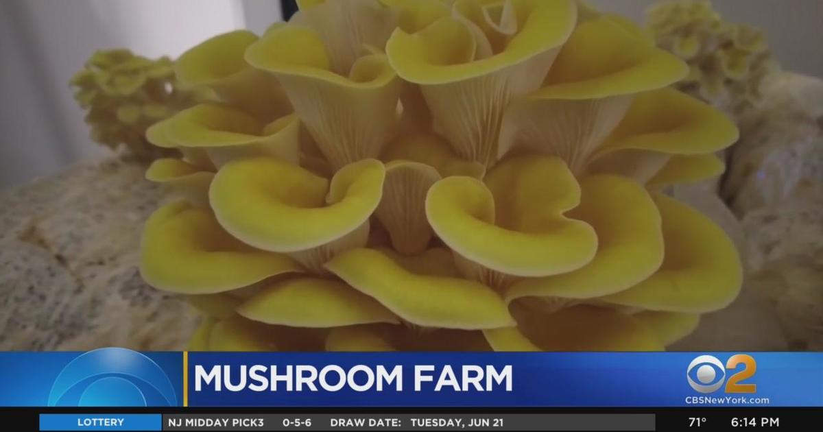 Fairy Dust – Mushroom Street Farms