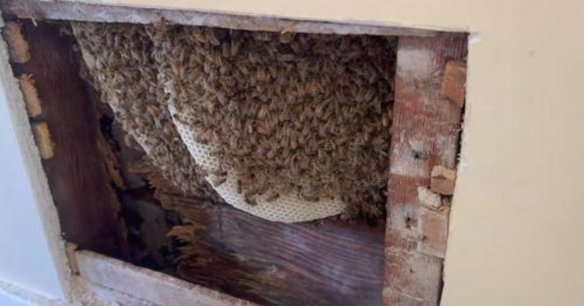 6 000 Bees Found Inside Wall Of Omaha Couple S Home You Could Hear The Buzzing Cbs News
