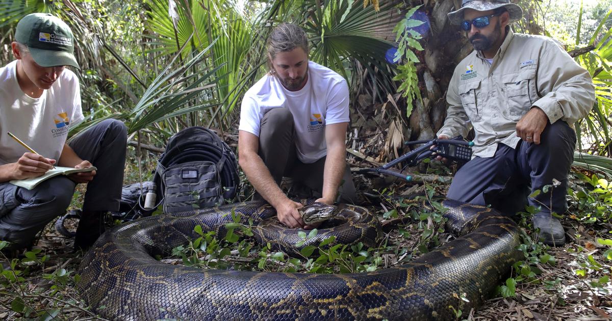 Scientists Haul In Heaviest Female Burmese Python Ever Captured In ...