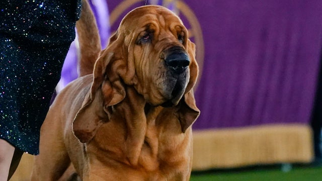 Westminster Dog Show 