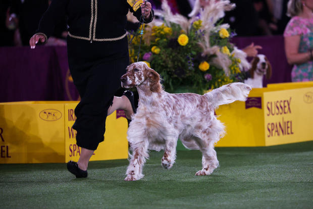 2022 Westminster Kennel Club Dog Show: Sporting Group Best in Show 