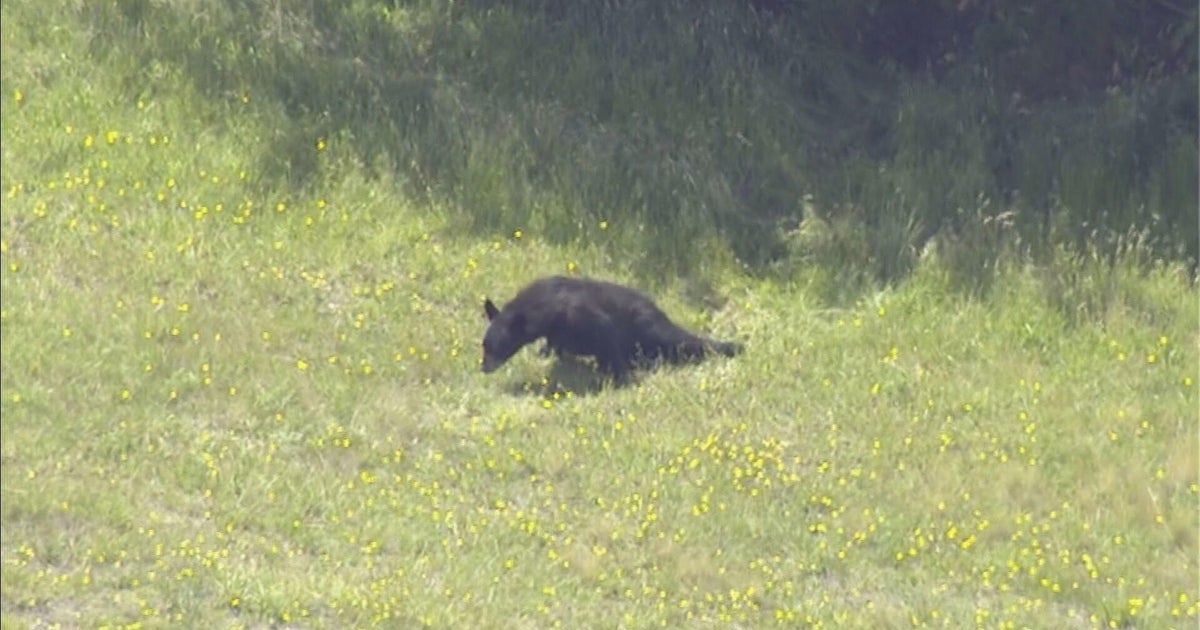 Bear euthanized after being removed from I-495 median in Middleboro following car crash