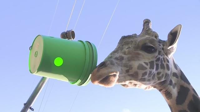 sac-zoo-giraffe.jpg 