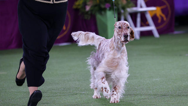 2022 Westminster Kennel Club Dog Show: Best in Show 