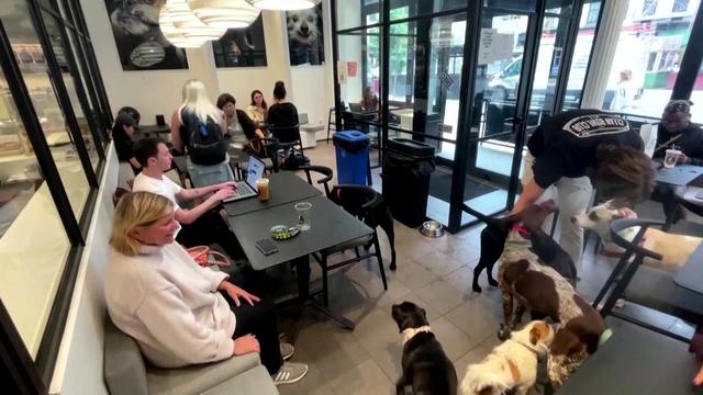 Patrons and their pets inside the no-leash eatery Black Lab Café NYC on the Upper West Side 