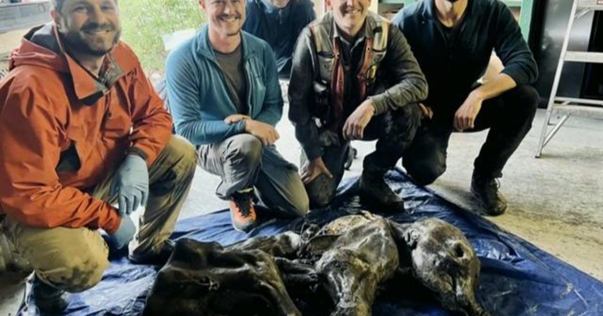 Canadian gold miners find mummified mammoth