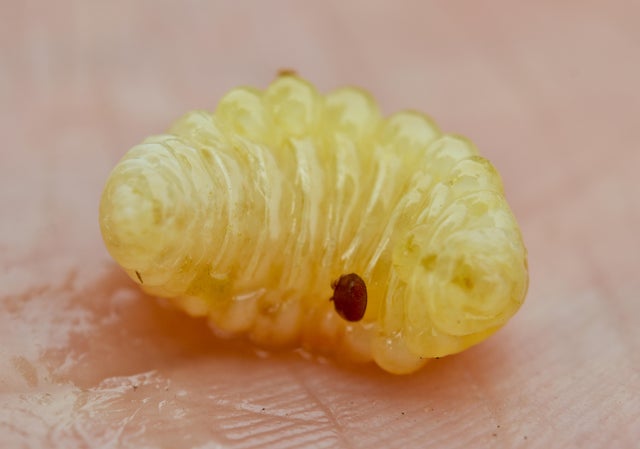 Honeybee pest varroa mite 