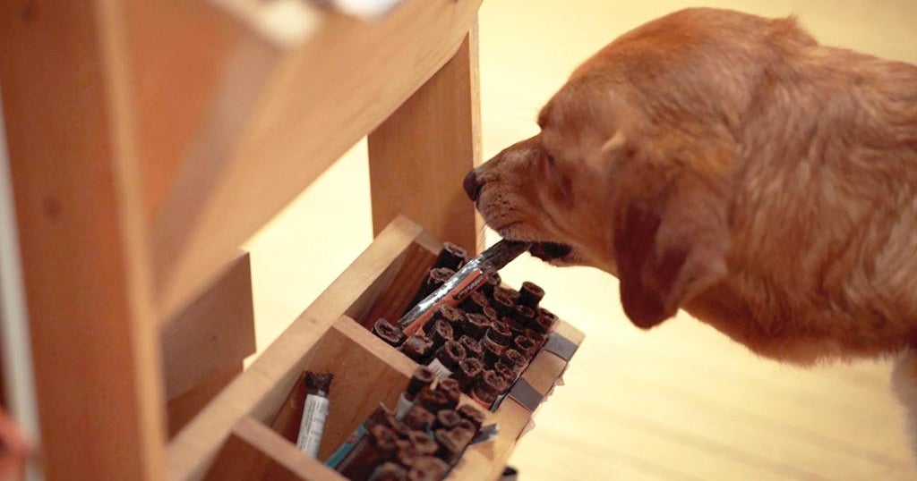 New England Living Health food for pets at Loyal Biscuit of Maine