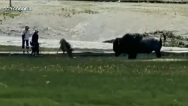 cbsn-fusion-bison-attacks-family-in-yellowstone-national-park-thumbnail-1096558-640x360.jpg 