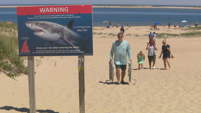 shark warning cape cod 