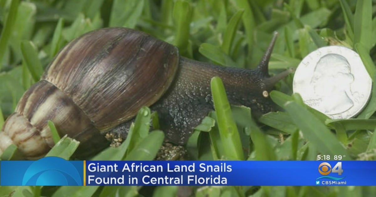 Invasive snails with parasite that can cause meningitis found in