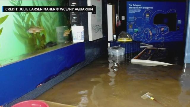 new-york-aquarium-flood-superstorm-sandy-1.jpg 