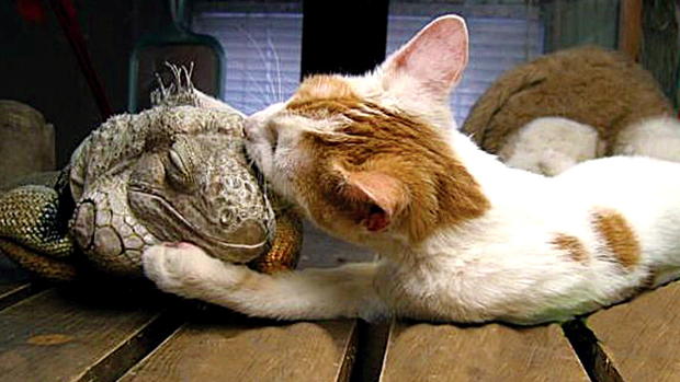 unlikely-friendships-iguana-and-cat.jpg 