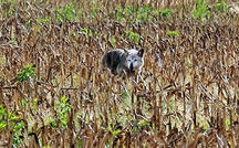 Extended Nature Video: Red wolves 