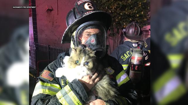 SAC-FIRE-RESCUES-CAT.jpg 