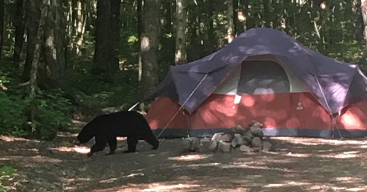 Bears ‘extraordinarily active’ in New Hampshire as campground remains closed